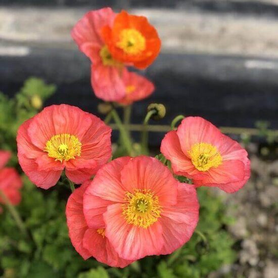 Iceland Poppy ‘Champagne Bubbles Pink’ (Papaver nudicaule) 20 seeds